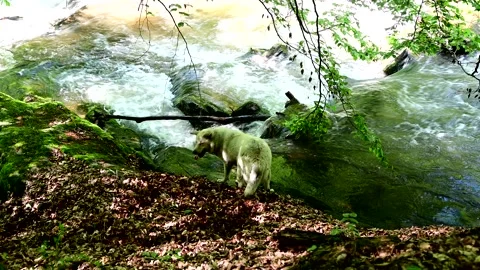  dog exploring the wilderness Stock Footage 243116877
