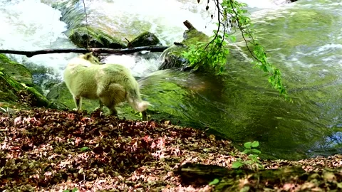  dog exploring the wilderness Stock Footage 243120795