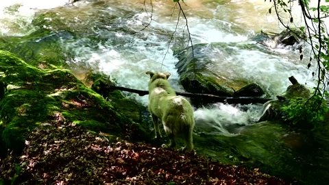  dog exploring the wilderness 스톡 동영상 243132421