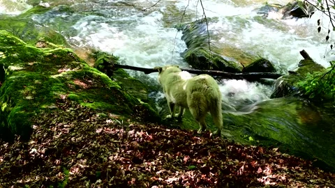  dog exploring the wilderness 스톡 동영상 243138290
