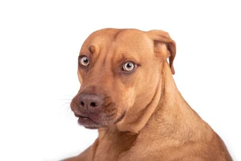 Dog expression 写真素材