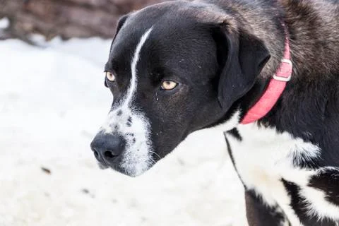 A dog with an expressive look Foto stock