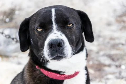 A dog with an expressive look Stock Photos