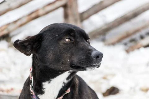 A dog with an expressive look Foto stock