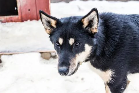 A dog with an expressive look Foto stock