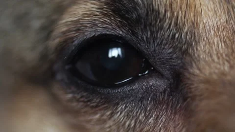 Dog eye close-up Stock Footage 103845487