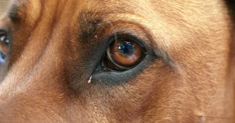 Dog eye closeup Stock Footage 81486760