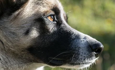 Dog eye Stock Photos