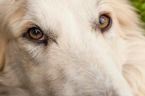 Dog eye Stock Photos