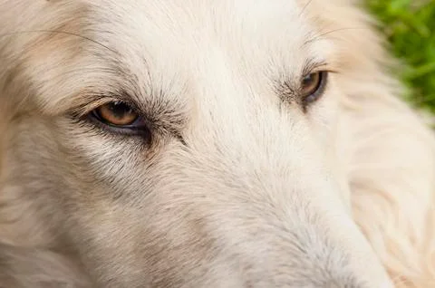 Dog eye Stock Photos