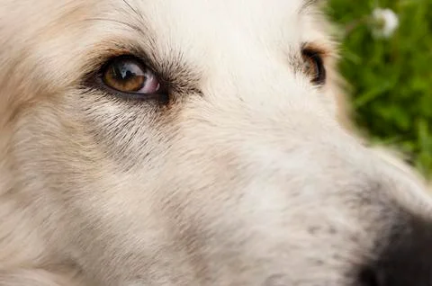 Dog eye Stock Photos