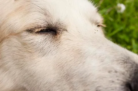 Dog eye Stock Photos