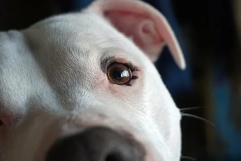 Dog eye Stock Photos