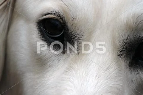 Dog eyes - British golden retriever Stock Photos