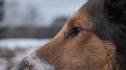 Dog eyes closeup Stock Footage 337790343