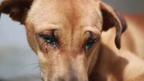 Dog Eyes 動画素材 230631838