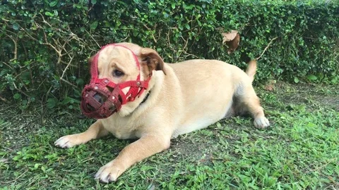 Dog with fabric muzzle on grass Video stock 81454664