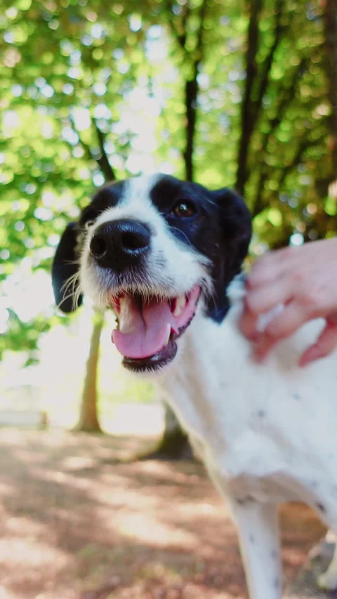 Dog face with black head and white body looking at camera Видео 280471666