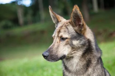 Dog face with blur background Stock Photos