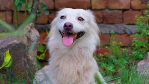 Dog face close up. Cute dog in the green fields. little puppy Stock-Footage 342720522