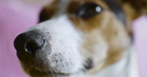 Dog face close-up Stock Footage 97156716