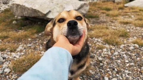 Dog Face Close-up in Mountains Stock Footage 320117330