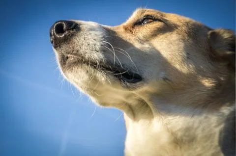Dog face close-up Foto stock