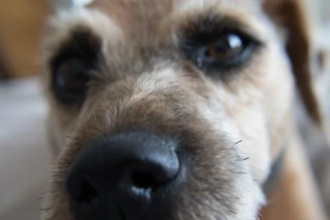 Dog face close up Stock Photos