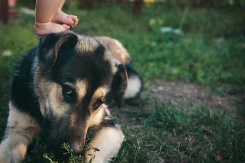 Dog face close-up 스톡 사진