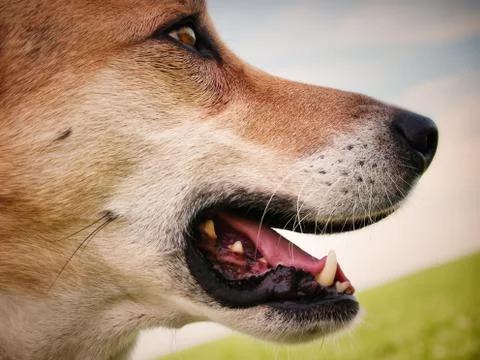 Dog face close-up, side view Foto stock
