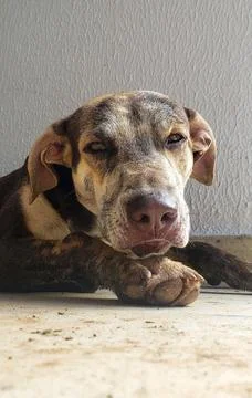 Dog with a face covered in mud Stock Photos