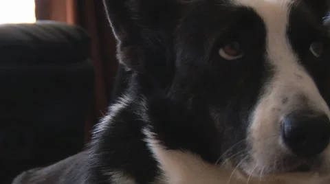 Dog Face CU Vidéo 40340423