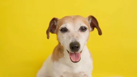 Dog face cute looking to the camera. Vídeo Stock 125924770