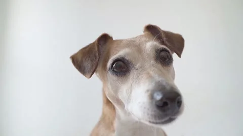 Dog face cute smart video Vídeo Stock 148787832