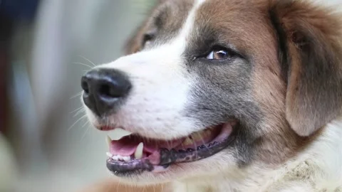 Dog Face 動画素材 230632224