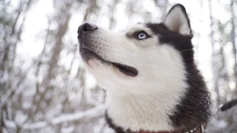 Dog face husky Stock Footage 128197362