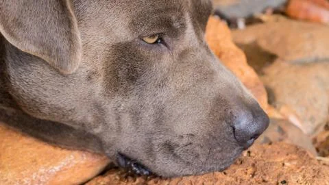 Dog face laying down Stock Photos