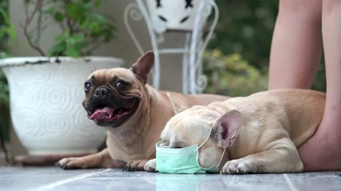 Dog Face mask Stockbeeldmateriaal 130488310