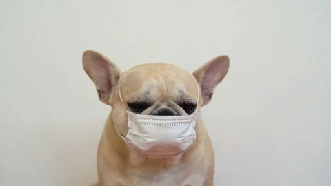 Dog face mask Vidéo 130488337