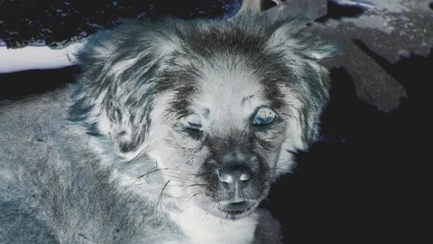 DOG FACE NEGATIVE COLOR Stock Footage 91780450