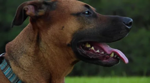 Dog face, panting 動画素材 42201417