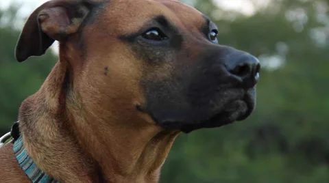 Dog face panting Video stock 42234727