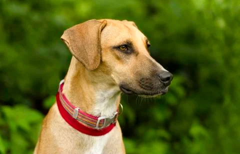 Dog Face Stock Photos