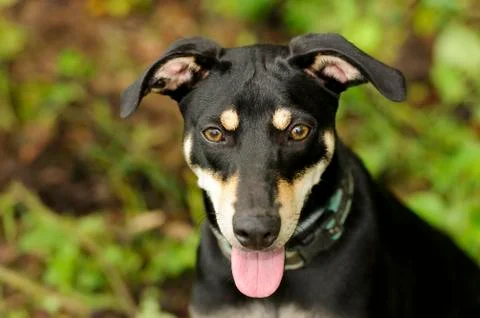 Dog Face Stock Photos