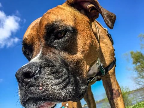 Dog face Stock Photos