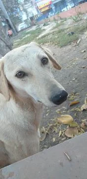 Dog face Stock Photos