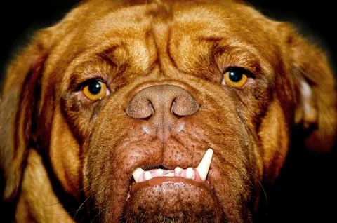Dog face Stock Photos