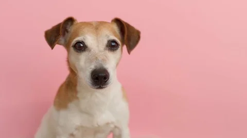 Dog face pink background Vídeo Stock 125924750