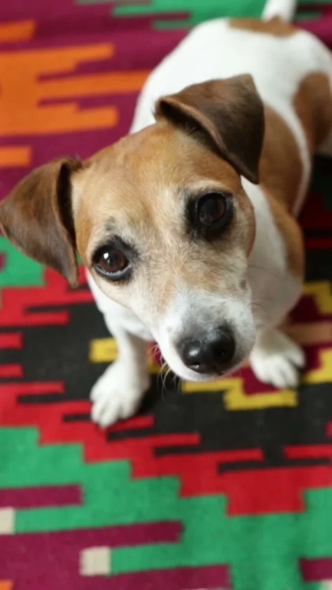 Dog face top view looking up Vídeo Stock 293050159