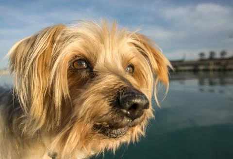 Dog face. Wide angle Selective focus on the eyes. Yorkshire Terrier Stock Photos